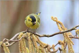 <p>ČÍŽEK LESNÍ (Carduelis spinus) ------- /Eurasian siskin - Erlenzeisig/</p>